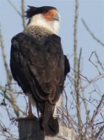 caracara.JPG