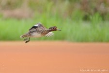 JAY_8890 Eurasian Teal.jpg