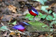 blackcrownedpitta2.jpg