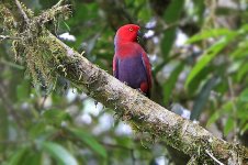 eclectusparrot-female.jpg