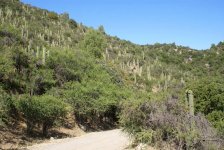 Cactus in Los Cipreses NR.jpg