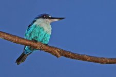 lazuli kingfisher.jpg