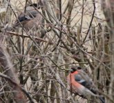 Bullfinch pair2.jpg