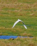 Little Egret.jpg