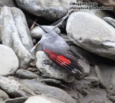 wallcreeper.jpg