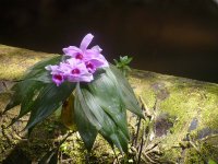 Orchid A, unidentified - Pipeline Road, Panama - copyright by Blake Maybank.jpg