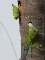Psittacula krameri_Rose-ringed Parakeet_01.jpg