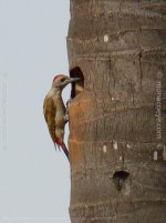 Dendropicos goertae_Grey Woodpecker_01.jpg