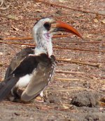 Tockus kempi_Western Red-billed Hornbill_01.jpg