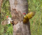 Campethera punctuligera_Fine-spotted Woodpecker_01.jpg