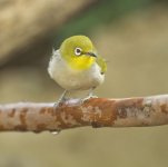 japanese white-eye 2x_DSC9283.jpg