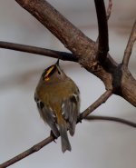 goldcrest2.jpg