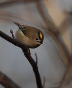 goldcrest3.jpg