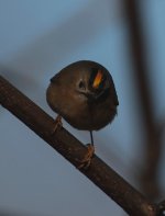 goldcrest5.jpg