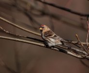 redpoll59.jpg