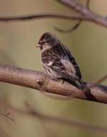 redpoll60.jpg