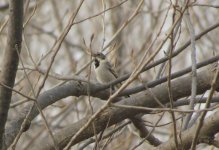 Pallas's Reed Bunting.jpg