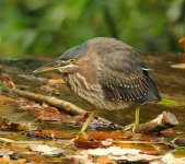 green heron.jpg