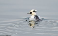 Smew1CropDC800.jpg