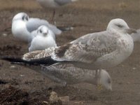 Caspian Gull PAPB.jpg