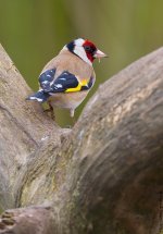 Goldfinch1SB800.jpg