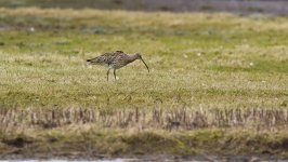 Curlew1SB800.jpg