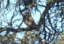 pygmy-owl1.jpg