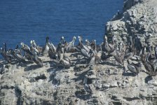 Peruvian Pelicans.jpg