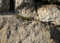 Common Lizard small.jpg