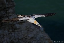 gannet_bempton_10.jpg