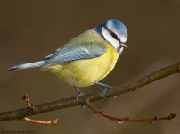 BlueTit2011OM1800.jpg