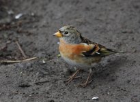 brambling2s.jpg