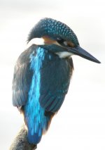 Kingfisher7.jpg