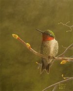 Ruby-Throated Hummingbird.jpg