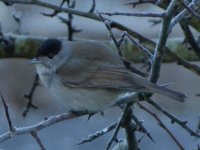 Blackcap_02(800).jpg