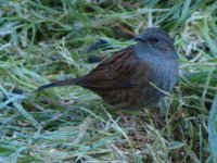 Dunnock_02(800).jpg