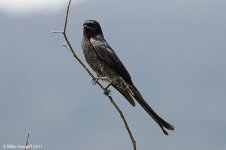 blackDrongo.jpg