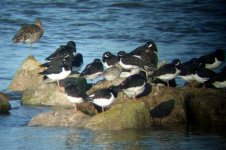 oystercatchers.jpg