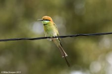 greenBeeeater.jpg