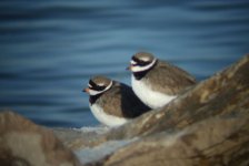 ringed plover.jpg