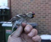 Common redpoll side on 23 dec 2010.jpg