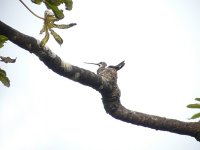 Long-billed Starthroat - El Valle de Anton, Panama - copyright by Blake Maybank.jpg