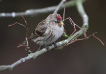 Redpoll001.JPG