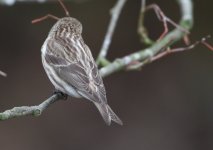 Redpoll003.JPG