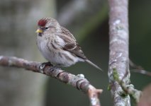 Redpoll006.JPG