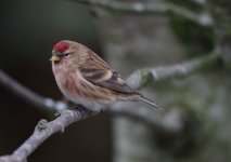 Redpoll007.JPG