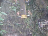 Redpoll 23-2-11 001.jpg