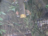 Redpoll 23-2-11 002.jpg