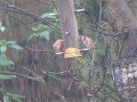 Redpoll 23-2-11 003.jpg