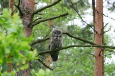 Great_Grey_Owl,_belarus_1.jpg